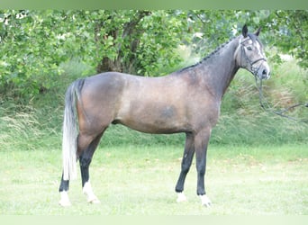 Niemiecki koń wierzchowy, Wałach, 5 lat, 172 cm, Może być siwy