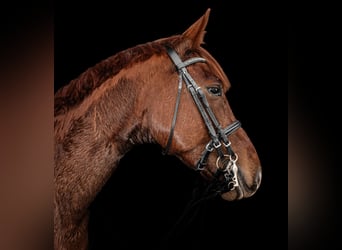 Niemiecki koń wierzchowy, Wałach, 5 lat, 175 cm, Ciemnokasztanowata