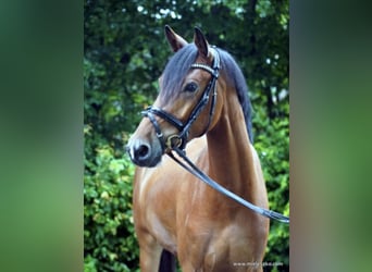 Niemiecki koń wierzchowy, Wałach, 6 lat, 158 cm, Gniada