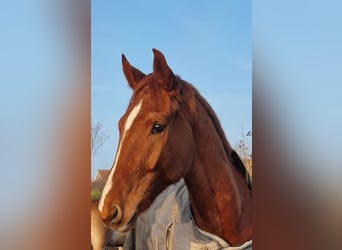 Niemiecki koń wierzchowy, Wałach, 6 lat, 170 cm, Kasztanowata