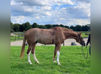 Niemiecki koń wierzchowy, Wałach, 6 lat, 178 cm, Kasztanowata