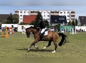 Niemiecki koń wierzchowy, Wałach, 8 lat, 163 cm, Gniada
