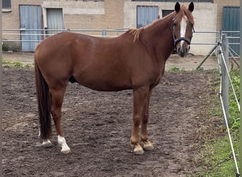 Niemiecki koń wierzchowy, Wałach, 9 lat, 145 cm, Kasztanowata