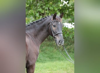 Niemiecki koń wierzchowy, Wałach, 9 lat, 169 cm, Ciemnogniada