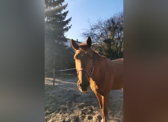 Niemiecki koń wierzchowy, Wałach, 9 lat, 170 cm, Kasztanowata