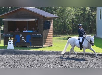 Niemiecki kuc klasyczny, Klacz, 17 lat, Siwa jabłkowita