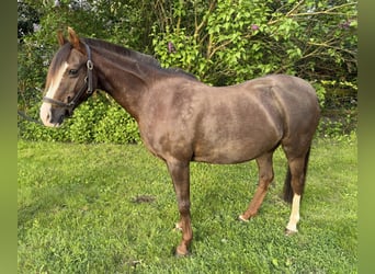 Niemiecki kuc klasyczny, Klacz, 21 lat, 125 cm, Ciemnokasztanowata
