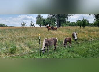 Niemiecki kuc klasyczny, Klacz, Źrebak (04/2023), Ciemnokasztanowata