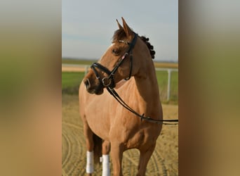 Niemiecki kuc wierzchowy, Klacz, 10 lat, 140 cm, Kasztanowata