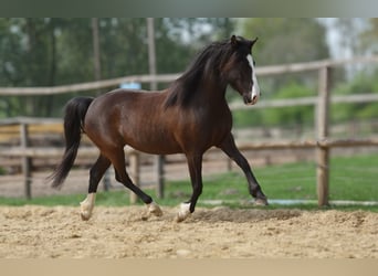 Niemiecki kuc wierzchowy Mix, Klacz, 10 lat, 143 cm, Kara