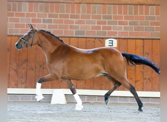 Niemiecki kuc wierzchowy, Klacz, 10 lat, 144 cm, Gniada