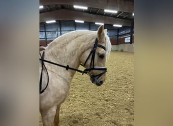 Niemiecki kuc wierzchowy, Klacz, 10 lat, 146 cm, Bułana