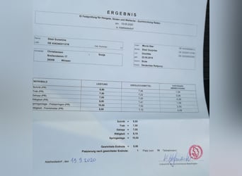 Niemiecki kuc wierzchowy, Klacz, 10 lat, 146 cm, Bułana