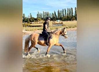 Niemiecki kuc wierzchowy, Klacz, 10 lat, 146 cm, Izabelowata