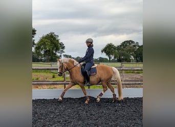 Niemiecki kuc wierzchowy, Klacz, 10 lat, 146 cm, Izabelowata