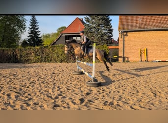 Niemiecki kuc wierzchowy, Klacz, 10 lat, 146 cm, Jelenia