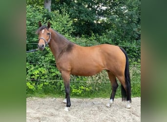 Niemiecki kuc wierzchowy, Klacz, 10 lat, 147 cm, Gniada