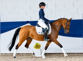 Niemiecki kuc wierzchowy, Klacz, 10 lat, 148 cm, Gniada