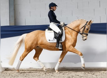 Niemiecki kuc wierzchowy, Klacz, 10 lat, 148 cm, Izabelowata