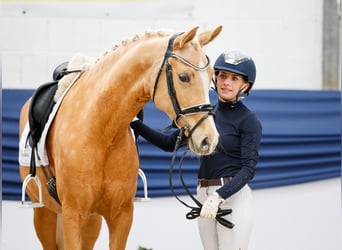 Niemiecki kuc wierzchowy, Klacz, 10 lat, 148 cm, Izabelowata