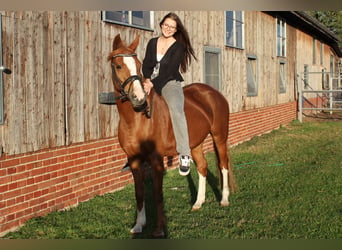 Niemiecki kuc wierzchowy, Klacz, 10 lat, 148 cm, Kasztanowata