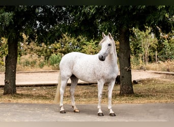 Niemiecki kuc wierzchowy, Klacz, 10 lat, 148 cm, Siwa