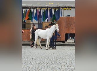 Niemiecki kuc wierzchowy, Klacz, 11 lat, 136 cm, Siwa