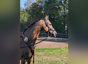Niemiecki kuc wierzchowy, Klacz, 11 lat, 140 cm, Bułana