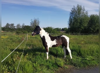 Niemiecki kuc wierzchowy Mix, Klacz, 11 lat, 141 cm, Srokata