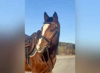 Niemiecki kuc wierzchowy, Klacz, 11 lat, 146 cm, Gniada