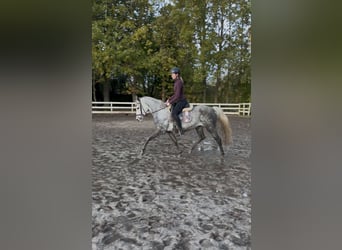 Niemiecki kuc wierzchowy, Klacz, 11 lat, 146 cm, Siwa jabłkowita