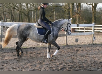 Niemiecki kuc wierzchowy, Klacz, 11 lat, 146 cm, Siwa jabłkowita