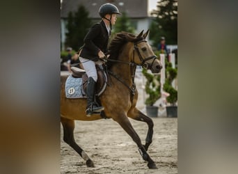 Niemiecki kuc wierzchowy, Klacz, 11 lat, 148 cm, Bułana