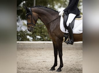 Niemiecki kuc wierzchowy, Klacz, 11 lat, 148 cm, Ciemnogniada