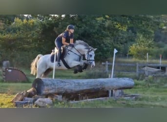 Niemiecki kuc wierzchowy, Klacz, 11 lat, 148 cm, Siwa jabłkowita