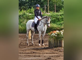 Niemiecki kuc wierzchowy, Klacz, 11 lat, 148 cm, Siwa jabłkowita