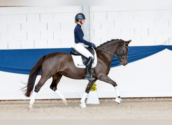 Niemiecki kuc wierzchowy, Klacz, 11 lat, 148 cm, Skarogniada