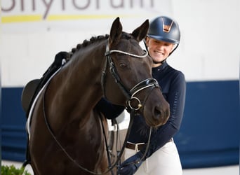 Niemiecki kuc wierzchowy, Klacz, 11 lat, 148 cm, Skarogniada