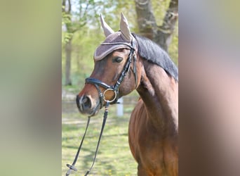 Niemiecki kuc wierzchowy, Klacz, 11 lat, 149 cm, Gniada