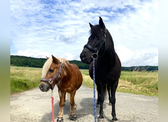 Niemiecki kuc wierzchowy Mix, Klacz, 12 lat, 135 cm, Kara