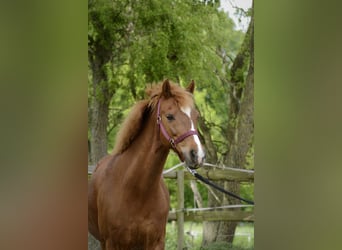 Niemiecki kuc wierzchowy, Klacz, 12 lat, 135 cm, Kasztanowata