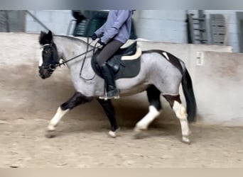 Niemiecki kuc wierzchowy Mix, Klacz, 12 lat, 140 cm, Karodereszowata