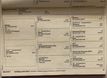 Niemiecki kuc wierzchowy, Klacz, 12 lat, 141 cm, Skarogniada