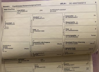 Niemiecki kuc wierzchowy, Klacz, 12 lat, 141 cm, Skarogniada