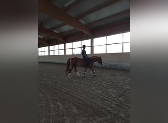 Niemiecki kuc wierzchowy, Klacz, 12 lat, 143 cm, Kasztanowata