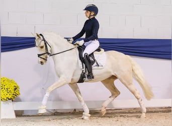 Niemiecki kuc wierzchowy, Klacz, 12 lat, 144 cm, Izabelowata