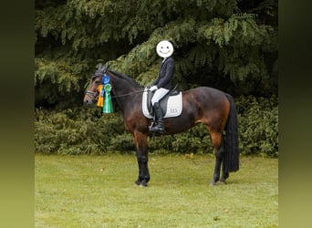 Niemiecki kuc wierzchowy Mix, Klacz, 12 lat, 145 cm, Gniada