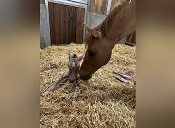 Niemiecki kuc wierzchowy, Klacz, 12 lat, 147 cm, Bułana