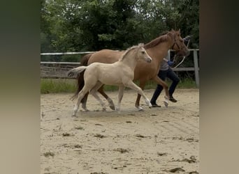 Niemiecki kuc wierzchowy, Klacz, 12 lat, 147 cm, Bułana