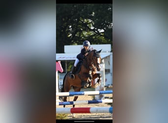 Niemiecki kuc wierzchowy, Klacz, 12 lat, 147 cm